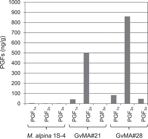 Figure 5. Fermentative intracellular production of prostaglandins F1α, F2α, and F3α in the parental (M. alpina 1S-4) and transformant (GvMA#21 and GvMA#28) strains.