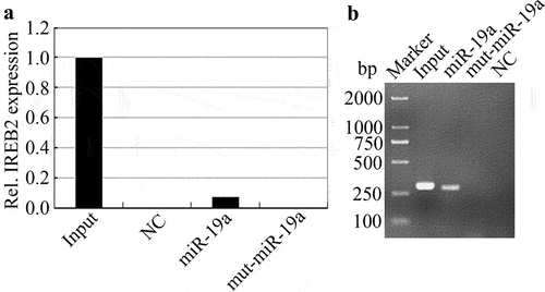 Figure 2. Identification of miR-19a has an interaction with IREB2. (a) RNA-RNA pull down analysis the relationship of IREB2 and miR-19a, and the expression of IREB2 mRNA in different treatment assays were determined by RT-qPCR. (b) Agarose gel electrophoresis analysis in HT29 cells shows the interaction between miR-19a and IREB2.