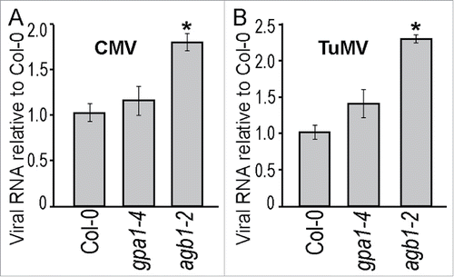 Figure 5. Viral RNA accumulation was higher in AGB1 deficient plants. Five-week-old Arabidopsis plants were inoculated with CMV or TuMV and assessed after 7 days; total RNA was extracted from leaves neighboring the ones used for infection. Viral RNA accumulation was quantified by RT-qPCR targeting the viral coat protein (CP) gene and using Arabidopsis SAND gene for normalization. (A) CMV CP gene accumulation. (B) TuMV CP gene accumulation. Values on the graph represent means of 4 independent biological replicates, error bars show standard error of the mean. Asterisks indicate statistically significant differences from wild type Col-0 (Student's t-test, P < 0.05).