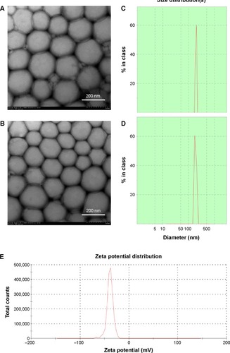 Figure 3 Characterization of Tan IIA-NPs and blank NPs.Notes: Transmission electron microscopy images of (A) blank NPs ×25.0 k and (B) Tan IIA-NPs ×25.0 k. Malvern Zetasizer 3000 HSA size measurement of (C) blank NPs and (D) Tan IIA-NPs. Malvern Zetasizer 3000 HSA zeta potential measurement of (E) blank NPs and (F) Tan IIA-NPs.Abbreviations: NPs, nanoparticles; Tan IIA-NPs, tanshinone IIA liquid NPs.