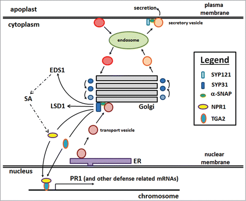 Figure 2. The Golgi apparatus serves a central role in resistance as a defense engine, processing proteins for their eventual transport. The overexpression of α-SNAP resulted in engineered resistance.Citation8 Furthermore, α-SNAP overexpression results in the induction of Gm-SYP38 transcription.Citation9 In reciprocal experiments, Gm-SYP38 overexpression results in the transcriptional activation of α-SNAP and its paralogs (Table 1). The overexpression of Gm-SYP38 results in the transcriptional activation of EDS1 which functions upstream of SA biosynthesis (dashed lines). The overexpression of Gm-SYP38 also results in the transcriptional activation of the SA receptor, NPR1, the DNA binding β-ZIP transcription factor TGA2 and the GATA-like transcription factor LSD1. The binding of SA to NPR1 results in its translocation to the nucleus. NPR1 and TGA2 are directly involved in the transcriptional activation of PR1 and PR5. For presentation purposes, on the right side of the Golgi apparatus are shown vesicles undergoing anterograde transport while those on the left are undergoing retrograde transport. Vesicles are shown released from the trans-Golgi network, moving toward the endosome. Ultimately, secretory vesicles fuse with the plasma membrane to deliver receptor components and secrete contents into the apoplast. Some of these secreted contents, like Gm-XTH43, play important roles in defense.Citation9 In contrast, vesicles emerge from the plasma membrane and fuse with the endosome, recycling contents. Not shown, Gm-SYP38 and α-SNAP overexpression results in induced expression of the cytoplasmic receptor-like kinase BIK1 that is important for defense Citation9