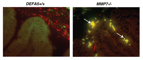 Figure 2 Segmented filamentous bacteria (SFB) is lost in DEFA5 TG mice. Fluorescence in situ hybridization was performed on the terminal 1.5 cm section of distal small intestine from DEFA5 TG and MMP7−/− mice, for the detection of total bacteria and for SFB. Tissue sections were hybridized with a combination of oligonucleotide probes for all bacteria (Texas red labeled) and SFB (6Fam labeled) and examined by fluorescence microscopy. Images were overlaid in Adobe Photoshop. Bacteria that hybridize with the universal bacterial probe fluoresce red. Bacteria that co-hybrizide with the universal bacterial probe and the specific SFB probe appear yellow. In the small intestine, segmented filamentous bacteria (yellow) directly contact the intestinal epithelium (green), unlike the rest of the commensal microbiota (red), which are located in the intestinal mucus. Arrows point to SFB bacteria. Figure is a composite of unpublished and published data by Salzman et al.Citation32