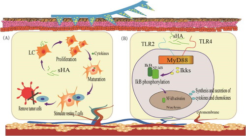 Figure 4. Immunity in the skin with sHA. (A) sHA induces LCs migration, proliferation, and maturation. (B) HA activates the MyD88-dependent TLRs signaling pathway.