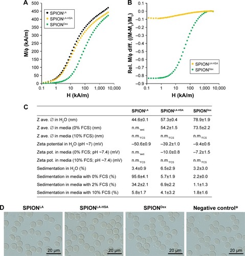 Figure 1 Biophysical properties of superparamagnetic iron oxide nanoparticles.Notes: (A) M(H) curves of indicated samples normalized with respect to the volume fraction of magnetite. The uncertainty of M at high fields (>1000 kA/m) amounts to about 2%. (B) Relative differences of the data sets with respect to SPIONLA (M1) after its normalization at high fields. (C) Summary of the biophysical properties of SPIONLA, SPIONLA-HSA and SPIONDex particles measured in water, FCS-free media and media containing FCS, respectively. Sedimentation data refer to the amount of particles sedimented after centrifugation and are considered as an indicator of the particles’ sedimentation propensity. (D) Stability of SPIONs in human blood. *Negative control = corresponding amount of H2O instead of water-based ferrofluid. Representative images were recorded using optical bright-field microscopy.Abbreviations: SPION, superparamagnetic iron oxide nanoparticles; SPIONLA, lauric acid-coated SPIONs; SPIONLA-HSA, lauric acid- and human serum albumin-coated SPIONs; SPIONDex, dextran-coated SPIONs; pot., potential; rel., relative; diff., difference; Z ave. Ø, average particle diameter; n.m.sed., not measurable due to sedimentation; n.m.FCS, not measurable due to FCS interference; M(H), magnetization in dependence of applied magnetic field.