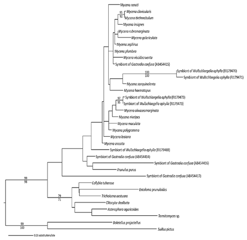 Figure 3 A phylogeny of Mycenaceae (maximum likelihood) shows that several lineages were recruited as mycorrhizal symbionts of the mycoheterotrophic orchids Gastrodia similis, G. confusa and Wullschlaegelia aphylla). Mycorrhizal taxa fall out among species of Mycena, while four additional isolates fall out with Mycena pura (= Prunulus purus), or in more basal positions within, or sister to, Mycenaceae (sequences from references Citation16 and Citation17; the support values on branches correspond to parsimony bootstrap/maximum likelihood bootstrap probabilities; only values above 70% are shown).