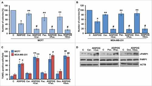 Figure 7. ADIPOQ/adiponectin sensitizes breast cancer cells to a variety of chemotherapy drugs. (A, B) MCF7 and MDA-MB-231 cells were treated with 5 µg/ml ADIPOQ/adiponectin, carboplatin (Car.), paclitaxel (Pac.) or doxorubicin (Dox.) either alone or in combination and subjected to clonogenicity. *P < 0.01, compared with control; **P < 0.001, compared with control; # P < 0.05, compared with cells treated with carboplatin, paclitaxel and doxorubicin alone. (C) MCF7 and MDA-MB-231 cells were treated as in (A) and subjected to TUNEL assay. *P < 0.05, compared with control; **P < 0.01, compared with carboplatin alone; # P < 0.01, compared with paclitaxel alone; ## P < 0.01, compared with doxorubicin alone. (D) MCF7 cells were treated with 5 µg/ml ADIPOQ/adiponectin, carboplatin (Car.), paclitaxel (Pac.) and or doxorubicin (Dox.) either alone or in combination and total cell lysates were subjected to immunoblot analysis using cleaved-PARP1, total-PARP1 antibodies. ACTB was included as a loading control.