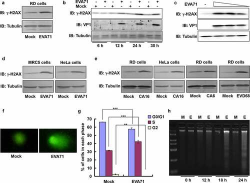 Figure 1. EVA71 infection up-regulated the level of γ-H2AX and induced DDR. (a) γ-H2AX expression was detected by Western blotting at 24 h post-EVA71 infection (MOI = 1) in RD cells. Tubulin is shown as loading control. (b) The expression of γ-H2AX and viral protein VP1 was detected by Western blotting at 6, 12, 24, and 30 h post-EVA71 infection (MOI = 1) in RD cells. Tubulin is shown as loading control. (c) The expression of γ-H2AX and viral protein VP1 was detected by Western blotting at 24 h post-EVA71 infection (MOI = 10, or 1, or 0.1) in RD cells. Tubulin is shown as loading control. (d) γ-H2AX expression was detected by Western blotting at 24 h post-EVA71 infection in MRC-5 cells (MOI = 2) or HeLa cells (MOI = 10). Tubulin is shown as loading control. (e) γ-H2AX expression was detected by Western blotting at 24 h post-CA16 infection in RD cells (MOI = 1) and HeLa cells (MOI = 10), or post-CA6 or post-EVD68 infection (MOI = 5, respectively) in RD cells. Tubulin is shown as loading control. (f) Alkaline comet assays were performed at 24 h post-EVA71 infection (MOI = 1). Representative cells from each sample are shown after performing three independent experiments. (g) RD cells were mock-infected or infected with EVA71 (MOI = 1). At 24 h post infection, cells were collected, and the cell-cycle profiles were analyzed using flow cytometry. The histograms were analyzed using the ModFit LT software to determine the percentage of cells in each phase of the cell cycle. ***P < 0.001. **P < 0.01. (h) RD cells mock-infected or infected with EVA71 (MOI = 1) were collected at 0, 12, 18 and 24 h post infection for analysis of DNA fragmentation through agarose gel electrophoresis. M denotes DNA marker.