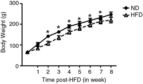 Fig. 1 The figure shows body weight (in grams) of female rats obtained throughout 8 weeks of HFD (n=21) treatment compared with appropriated gender- and age-matched controls (ND) (n=21). Results are expressed as means±SEM. *P≤0.05 or **P≤0.01 versus ND (two-way ANOVA; post hoc Bonferroni's contrast test).
