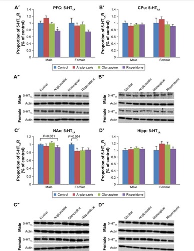 Figure 1 Effects of three APDs on 5-HT1A expression levels in the PFC (A′, A″), CPu (B′, B″), NAc (C′, C″), and Hipp (D′, D″) of female and male rats.