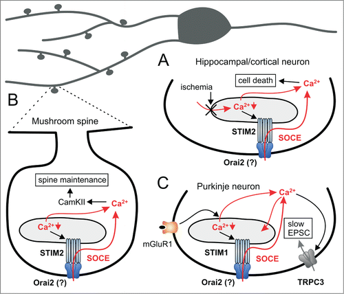 Figure 1. Roles of STIM1 and STIM2 in neuronal Ca2+ homeostasis and synaptic function. (A) Proposed model for the involvement of STIM2 in ischemic Ca2+ accumulation in hippocampal and cortical neurons. A disturbed refilling of intracellular Ca2+ stores during ischemia may be induced by inhibition of sarco-endoplasmic reticulum Ca2+ pumps. The reduced [Ca2+] in the endoplasmic reticulum (ER), [Ca2+]ER, leads to the activation of STIM2 and, possibly, of ORAI2 channels in the plasma membrane. Opening of ORAI channels results in SOCE, which contributes to deleterious Ca2+ accumulation in the cytosol. (B) Role of STIM2 in maintenance of postsynaptic mushroom spines in hippocampal neurons. Activation of STIM2 due to reduced [Ca2+]ER induces continuous SOCE via ORAI (supposedly, ORAI2) channels. Increased cytosolic [Ca2+] supports constant levels of Ca2+/calmodulin-dependent protein kinase II (CAMKII) and long-term stability of mushroom spines. (C) Role of STIM1 in cerebellar Purkinje neurons. Activation of metabotropic glutamate receptor type 1 (mGluR1) induces Ca2+ release from ER, a decrease in [Ca2+]ER, and the activation of STIM1. SOCE is probably mediated by opening of ORAI2 channels through STIM1. SOCE results in Ca2+ store refilling and supports Ca2+-dependent activation of the transient receptor potential channel TRPC3. TRPC3 mediates slow excitatory postsynaptic currents (EPSC) which are important for Purkinje neuron function and cerebellar motor behavior.