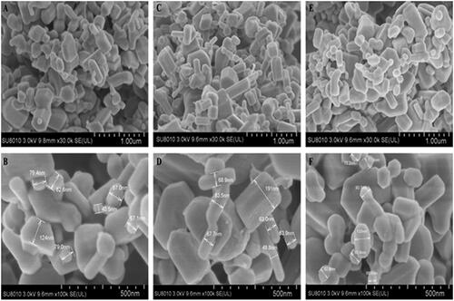 Figure 5. SEM images of the synthesized zinc oxide nanoparticles synthesized using (A, B) Olive leaves (Olea europaea) (C, D) Chamomile flower (Matricaria chamomilla L.) (E, F) Red tomato fruit (Lycopersicon esculentum M.).