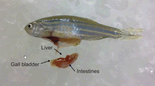 Figure 2  Female zebrafish with the dissected intestines (pale pink tissue), liver (darker pink tissue) and gall bladder (green coloured sac)