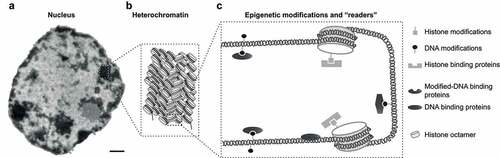 Figure 1. Heterochromatin recognition and epigenetic modifications.