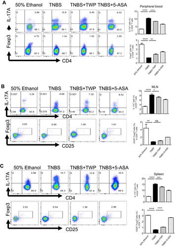 Figure 3 TWP suppresses Th17 cell while promotes Treg differentiation in peripheral blood, MLN, and spleen from rats during colitis. Cells were isolated from peripheral blood (A), MLN (B), and spleen (C) and the percentages of IL17A+ T-cells and Foxp3+ CD25+ T-cells in CD4+ T-cells were analyzed by flow cytometry. *p<0.05, **p<0.01, ***p<0.001, ****p<0.0001.