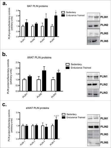 Figure 1. Endurance training results in depot specific changes in PLIN protein content. a) BAT PLIN proteins; b) iWAT PLIN proteins; c) eWAT PLIN proteins. Statistics compare sedentary vs. endurance-trained within the same protein. Data are reported as mean ± SE.* denotes significant differences between trained and sedentary (p < 0.05).
