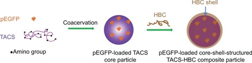 Figure 1 pEGFP-loaded core-shell-structured TACS-HBC composite particle synthesis.Abbreviations: pEGFP, enhanced green fluorescent protein plasmids; TACS, thiolated N-alkylated chitosan; HBC, hydroxybutyl chitosan.