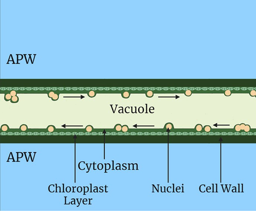 Figure 3. A representation of the rapid (ca.100 × 10−6 m s−1) cytoplasmic streaming in Chara internodal cells. The motive force is generated by myosin attached to organelles which move along actin cables embedded in the gel endoplasm just interior to the stationary chloroplasts.Citation25 Note that single and clumps of nuclei push the tonoplast into the vacuole and their movement acts like a peristaltic pump, causing the contents of the vacuole to stream as well.