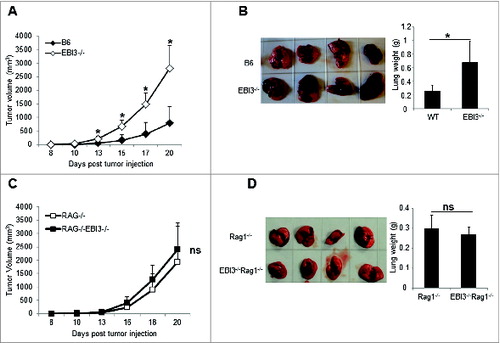 Figure 1. Enhanced tumor growth and metastasis in EBI3-deficient C57BL/6 mice. (A) 1 × 105 B16.F10 melanoma cells were s.c. injected into either WT or Ebi3−/− C57BL/6 mice. The sizes of tumors were measured over time using calipers. The mean tumor volume is shown and bars indicate SD of 5 tumors in each group. Data shown represent 3 experiments with similar results. (B) 1 × 105 B16.F10 cells were i.v. injected into either WT or Ebi3−/− C57BL/6 mice. Twenty-one days later mice were sacrificed, tumor metastases in the lungs were examined. Average weight of the lungs from each group of mice was shown in the right panel. Bars indicate SD of lung weight of 4 mice in each group. Data shown represent 2 experiments with similar results. (C) 1 × 105 B16.F10 cells were s.c. injected into either Rag1−/− or Ebi3−/− Rag1−/− C57BL/6 mice. The sizes of tumors were measured over time. Bars indicate SD of 5 tumors in each group. Data shown represent 2 experiments with similar results. (D) 1 × 105 B16.F10 cells were i.v. injected into either Rag1−/− or Ebi3−/− Rag1−/− C57BL/6 mice. Twenty-one days later mice were sacrificed and tumor metastases in the lungs were evaluated. The mean weights of the lungs from each group of mice are shown in the right panel. Bars indicate SD of 4 lungs in each group.