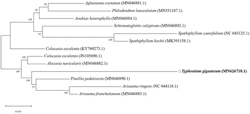 Figure 1. The phylogenetic tree was constructed using total chloroplast genome sequences of 12 species and T. giganteum using Maximum Likelihood (ML) method with bootstrap values from 1,000 replicates.