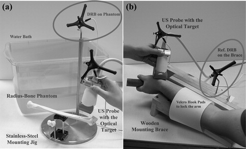 Figure 5. Experimental setup. (a) A stainless steel mounting jig was built to image a radius-bone phantom in a water bath. (b) A wooden mounting brace was wrapped around the arm of a human subject using velcro pads.