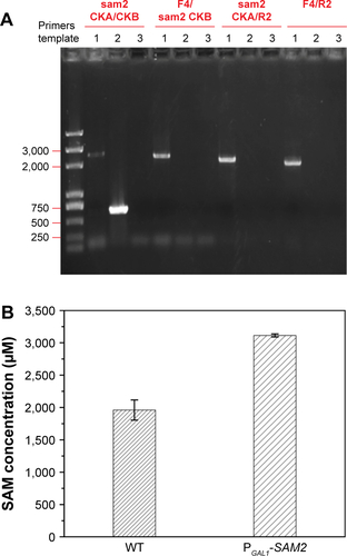 Figure S9 Electrophoresis image of the diagnostic PCR products using the primers referred to in Figure S7; templates were: 1, transformant genome; 2, WT genome; 3, no template control (A), and intracellular SAM concentration of the WT and correct transformant cells (B).Abbreviations: PCR, polymerase chain reaction; WT, wild-type.