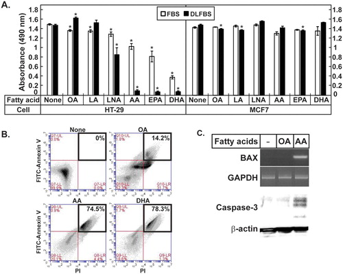 Figure 1. AA induced apoptosis in HT-29 cells. (A) HT-29 and MCF7 cells were treated with the indicated fatty acids, then the MTT assay was performed. The values represent the mean ± SE of 4 wells. * indicates p < 0.01 (Student’s t-test; compared to the untreated cells). (B) The HT-29 cells treated with the indicated fatty acids were stained with FITC-Annexin V/propidium iodide and separated by FACS. The portions of the apoptotic cells were boxed. (C) Expression of BAX were analyzed by reverse transcription-PCR using RNA prepared from the HT-29 cells treated with the indicated fatty acids in the media containing DLFBS. Caspase-3 was analyzed by western blotting. GAPDH and β-actin are the loading controls.