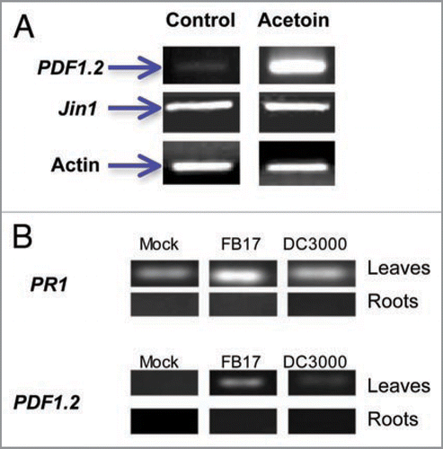 Figure 5 (A) Induction of ethylene and JA responsive genes (PDF1.2 & Jin1) 4 days after acetoin challenge. (B) Induction of PR1 and PDF1.2 genes in roots and leaves of FB17 treated plants. Plants were analyzed 4 days after FB17 challenge. Transcript levels were checked in both leaves and roots of mock, FB17 and DC3000 inoculated plants. Panels indicate the transcript levels for two genes (PR1 and PDF1.2) in both leaves and roots of plants. Column labels indicate that plants were mock treated (blunt infiltration in leaves and flooding roots with deionized water), followed by root inoculation with FB17 and infiltration of leaves with DC3000. The data is an average of six replicates of two experiments conducted separately and the images are a representative of six replicates.