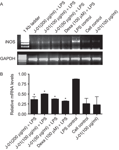 Figure 3.  The effect of J-01 extract on iNOS gene expression. RAW264.7 cells were stimulated with or without LPS (1 μg/mL).RNA was isolated from drug treated and untreated cells and RT-PCR was performed using specific primers as described in the text (A) iNOS and GAPDH mRNA (B) relative level of iNOS gene expression normalized to GAPDH RNA and values depict arbitrary units. Data is representative of three experiments. *P < 0.05.