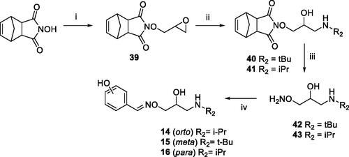 Scheme 2. Preparation of Amino alcohols 14–16. Reagents and conditions: (i) epichlorohydrin, Et3N, dry DMF, rt, 18 h; (ii) iPrNH2 or tBuNH2, Benzene, 50 °C, 4 h; (iii) NH3 MeOH 7 N, rt, 2 h; (iv) o-, m-, p-hydroxybenzaldehyde, EtOH, 90 °C, 12 h.