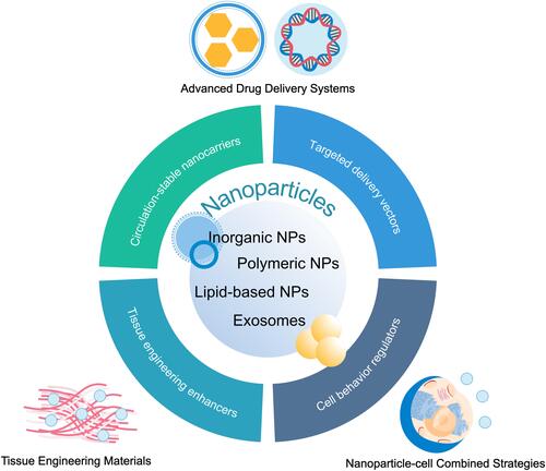 Figure 1 Overview of nanoparticle-based strategies for the treatment and prevention of myocardial infarction. Nanoparticles are capable of delivering therapeutic agents and nucleic acids in a stable and targeted manner, improving the properties of tissue engineering scaffolds, labeling transplanted cells and regulating cell behaviors, thus promoting the cardioprotective effects of traditional or novel therapies.