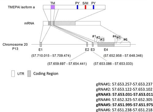Figure 1 Schematic targeted sequence of TMEPAI. CRISPR-Cas9 mediated gene editing using two designed gRNA for completely removing exon 4 of TMEPAI gene. We design 3 gRNA before exon 4 (gRNA#1-#3) and 3 after stop codon (gRNA#4-#6).Abbreviations: UTR, untranslated region; gRNA, guide-RNA.