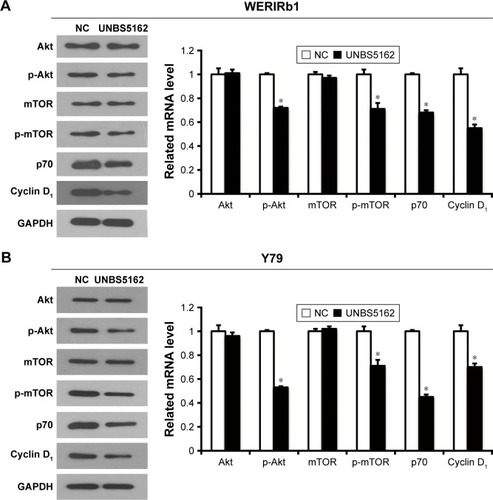 Figure 4 UNBS5162 inhibited proliferation of human retinoblastoma cells through the Akt–mTOR pathway.