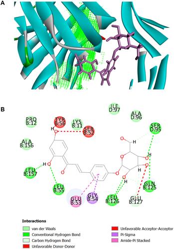 Figure 6 The binding modes of Isoliquiritin and protein TNF-α. (A) Schematic (3D) representation and (B) Schematic (2D) representation of the interplay between isoliquiritin and TNF-α (PDB IDchimeric 2AZ5). The compounds were shown as stick model with purple colored and the others were active site amino acid residues.