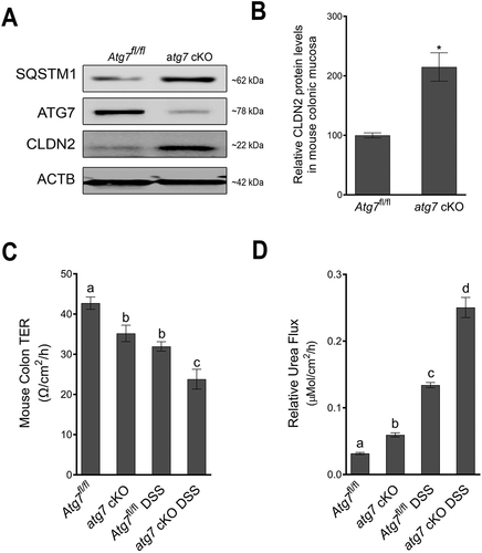 Figure 9. Autophagy deficiency increases CLDN2 levels in-vivo. (A) Tamoxifen treatment of adult mice with Atg7 floxed and Ubc-CreERT2 alleles resulted in the loss of ATG7 protein in colonic mucosa (atg7 cKO mice) compared to ATG7 floxed (Atg7fl/fl) control mice. The Western blot also showed disruption of autophagy in atg7 cKO mice in terms of accumulation of SQSTM1/p62. Acute deletion of Atg7 also caused an increase in constitutive CLDN2 levels in the colonic epithelial cells. (B) Densitometry for CLDN2 levels in atg7 cKO mice, as shown in panel A (*, p < 0.005 versus control). The atg7 cKO mice showed reduced baseline colonic TER (C) and increased colonic urea flux (D) compared to control Atg7fl/fl mice. In acute dextran sodium sulfate (DSS) colitis model, atg7 cKO mice showed increased reduction in colonic TER and markedly increased colonic urea flux compared to Atg7fl/fl DSS mice (C and D). a, b, c, and d, P < 0.01 vs. each other in two-way ANOVA followed by Tukey’s multiple comparison test.