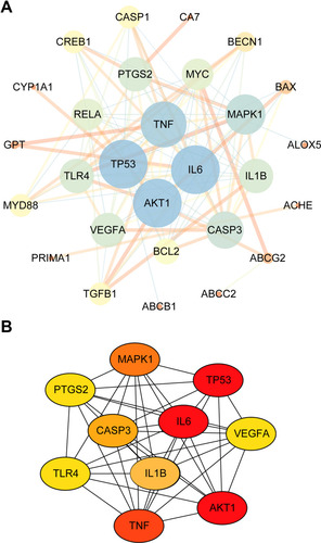 Figure 7 (A) Protein-Protein Interaction (PPI) network analyze. The color and depth of the nodes (blue→ yellow→ orange) represent the size of the degree value, and the thickness of the line reflected the size of betweenness centrality. (B) The top 10 targets of PPI network analysis were TP53, MAPK1, VEGFA, AKT1, TNF, TLR4, PTGS2, CASP3, IL-6 and IL-1β (Oval represents the targets, color from red to yellow indicated decreasing importance).