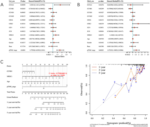 Figure 6 Univariate and multivariate survival analysis of neural proliferation differentiation and control-1-associated genes. (A) Univariate Cox regression analysis; (B) Multivariate regression analysis; (C) Calibration curves of 1-, 3-, and 5-year survival and the calibration curves for the survival nomogram model.