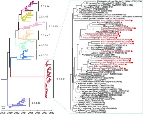 Figure 1. Phylogenetic tree of the HA genes of H5 viruses. The Bayesian time-resolved phylogenetic tree of the clade 2.3.4.4 HA gene of 170 H5 viruses, including the 15 novel H5N6 reassortants in this study and 155 representative viruses reported by others. The phylogenetic tree of the HA gene with more complete information is shown in the Supporting Figure S1 and was rooted to A/goose/Guangdong/1/1996 (H5N1). The viral names of the 59 clade 2.3.4.4b HAs are shown in the small tree, in which the novel H5N6 viruses sequenced in this study are shown in red and marked with red dots. The H5N6 viruses isolated from humans are marked with red solid triangles.