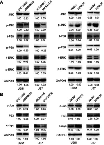 Figure 5 HOXC6 promotes cell proliferation and migration via activation of MAPK pathway. (A) Expressions of JNK (total), P38 (total), ERK (total), p-JNK, p-P38 and p-ERK were examined by Western blot assays in HOXC6 knockdown GBM cell models (left panel) and HOXC6 overexpression cell models (right panel). (B) Expressions of c-Jun, P53 and c-myc were examined by Western blot assays in HOXC6 knockdown GBM cell models (left panel) and HOXC6 overexpression cell models (right panel).