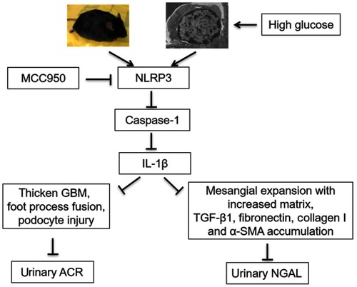 Figure 7 A diagram of a model of the possible mechanism of action of MCC950.