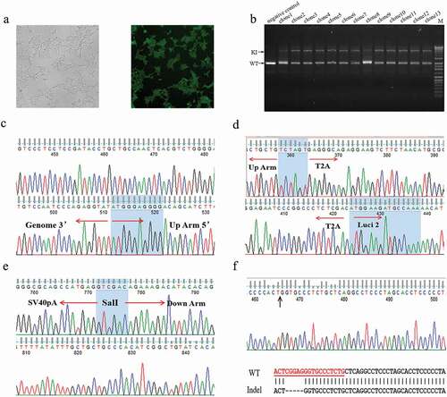 Figure 2. Establishment of the HEK293-PGRN-T2A-Luciferase-KI cell line. (a) The HEK293-PGRN-T2A-Luciferase-KI cell line with stable expression of eGFP and undetectable expression of mCherry. (b) Genotyping of the positive clones contained a lower band corresponding to the WT and an upper band corresponding to the targeted integration (TI). (c) Sequencing results of the 5ʹ and 3ʹ terminal sequences from the upper band of clone 4 in panel B. (d) Sequencing results of the up homologous arm from the upper band of clone 4 in panel B. (e) Sequencing results of the down homologous arm sequences from the upper band of clone 4 in panel B. (f) Sequencing results from the lower band of clone 4 in panel B. The lower band contained a 5 bp deletion.\