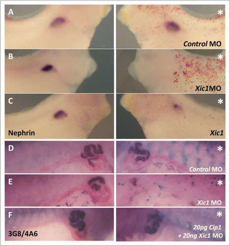 Figure 3 Inhibition of endogenous p27Xic1 mRNA translation using a specific MO identified a pronephros phenotype. X. laevis embryos were injected at the 8 cell stage into a V2 blastomere to target the somites and presumptive pronephric region. βgal mRNA was co-injected to act as a lineage tracer (blue staining in B–D and red staining in E–G). Embryos were cultured till stage 32, where they were whole mount in situ hybridised for nephrin expression (a marker of the glomus, A–C), or stage 41, where they were whole mount antibody stained with 3G8 and 4A6 to detect tubules (D–F). Control MO injected embryos had normal glomus development (A) and tubulogenesis (D). Injection of p27Xic1 MO inhibited formation of the glomus (B) and proximal, intermediate and distal tubules on the injected side (e). Overexpression of p27Xic1 also inhibited nephrin expression (C). p21Cip1 mRNA almost completely rescued development of the pronephros when co-injected with the p27Xic1 MO (F). *denotes injected side.