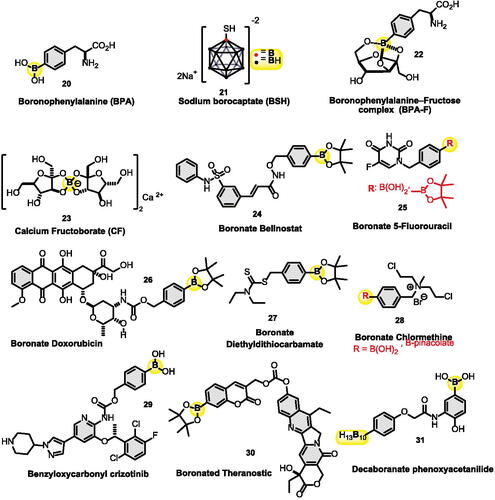 Figure 3. Organoboron derivatives in breast, lung, cervical, and colon cancer treatments.