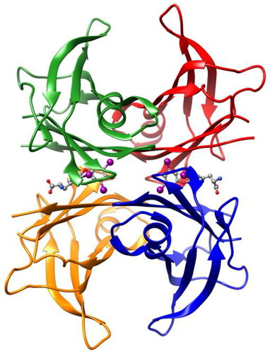 Figure 1. Three-dimensional structure representation of the native TTRwt homotetramer. The structure is composed of four identical subunits (each represented in a different color) forming a central channel able to accommodate two thyroxine (T4) molecules (depicted in a ball-and-stick representation). The image was produced with UCSF Chimera [Citation19] and coordinates of the crystallographic structure of human TTRwt in a complex with T4 (PDB code: 1ICT).