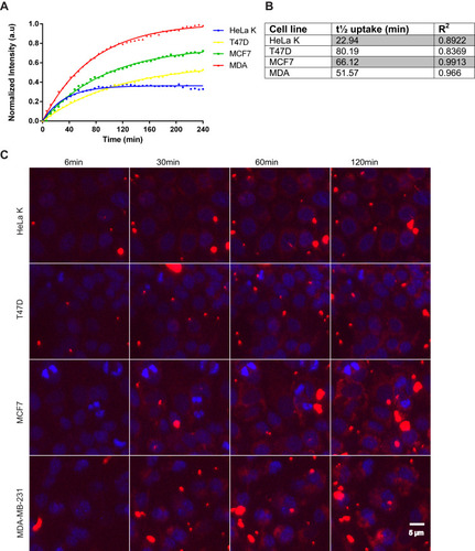 Figure 6 FA-PPSu-PEG-Rho NPs cell internalization efficiency and kinetics. HeLa K, T47D, MCF7 and MDA-MB-231 (designated as MDA) cells were incubated with FA-PPSu-PEG-Rho NPs in high concentration (11 μg/mL of polymer) and monitored for 4 h. (A) Graph demonstrating the relative uptake of FA-PPSu-PEG-Rho NPs from HeLa K, T47D, MCF7 and MDA-MB-231, shown as normalized intensity (a.u.) over time, with maximum fluorescence of MDA-MB-231 at 1. (B) Table showing the time required for ½ of the total NPs amount (t1/2 uptake) to enter the cell. (C) Representative pictures showing cellular internalization of FA-PPSu-PEG-Rho nanoparticles, in the four different cell lines, at 6min, 30min, 60min and 120min after addition of the NPs in the medium. Images were captured during live cell imaging confocal microscopy. Cell nuclei are stained with Hoechst 33342 and shown in blue, Rhodamine labeled NPs are shown in red. Scale bar denotes 5 μm.