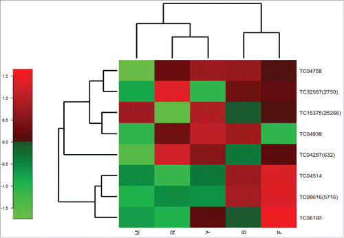Figure 6. Heat map of chickpea START proteins generated using the normalized read counts of different tissues. CTDB was used to retrieve the read counts. Tentative consensus (TC) ID along with contig number in brackets represents TM-START proteins. S-Shoot: R-Root: F-Flower bud: Y-Young pod: M-Mature leaf.