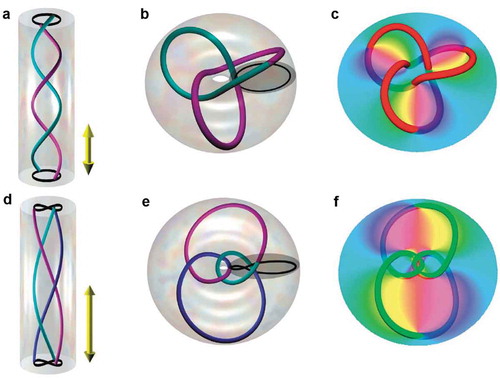 Figure 5. Milnor mapping of braided vortex lines into knots [Citation48]. (a), (d) Braided vortex lines enclosed in a cylinder. (b), (e) Knotted vortex lines lying on the surface of a torus in the 3D space, where vortex lines wind n times around a circle inside the torus and m times around a line through the hole in the torus. (c), (f) Trefoil and Figure-8 knots (lines) and the phases at the z = 0 plane. Figures reproduced from ref [Citation48]., copyright 2010, nature publishing group