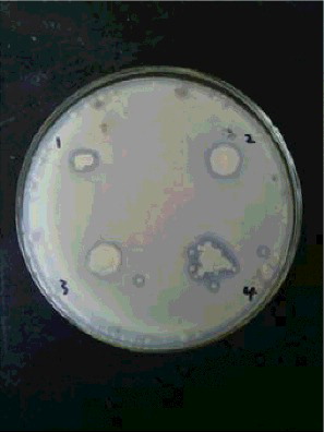 Figure 4. Effects of recovery strains on grey mould; 1–4, recovery strains.