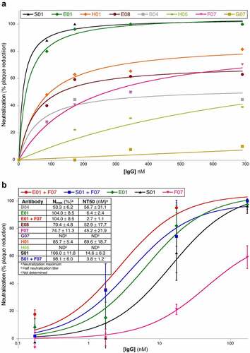 Figure 5. In vitro neutralization of authentic SARS-CoV-2. A set of 8 best performing anti-SARS-CoV-2 RBD were tested for their ability to neutralize authentic SARS-CoV-2 infection of VeroE6 cells in a preliminary screen (A). The three IgGs with the lowest half neutralizing titers (NT50) were retested in triplicate alone or in combination (B). This figure includes two scatter plots and one table. The first plot is indicated as part A. The X-axis (titled [IgG] nM) indicates the antibody concentrations used for the in vitro neutralization assay, and it goes from 0 to 700. The Y-axis (titled Neutralization (% plaque reduction)) indicates the lowering of plaque formation in the presence of any given antibody compared to the absence of antibody treatment, and it goes from 0 to 100. We show data obtained for antibodies: S02 (black line, fitting data points shown as black triangles); E01 (green line, fitting data points shown as green diamonds); H01 (orange line fitting data points shown as orange diamonds); E08 (maroon line fitting data points shown as maroon circles); B04 (gray line fitting data points shown as gray squares); F07 (pink line fitting data points shown as pink triangles); H05 (apple green line fitting data points shown as apple green ovals); G07 (mustard yellow line fitting data points shown as mustard yellow squares). S01 and E01 lines plateau at 100% neutralization. Other antibodies have lower plateaus. From the highest to the lowest plateau we have H01, E08, F07, B04, and G07. The B section of this figure (below A) includes a table of neutralization maxima (Nmax) and half neutralization titers (NT50) for each antibodies or antibody pairs. Some of these values were calculated from the curves in the A plot (corresponding to low performing antibodies) others were obtained from the curves in the B plot where each data point corresponds to experiments performed in triplicate with corresponding standard deviation. The antibodies in the B plots are E01, F07, and S01 (same color lines and bullets as in A plot). Antibodies E01 and S01 were also tested in combination with F07 (red line, fitting data point shown as red circles and blue line, fitting data points shown as blue squares, respectively). All of the curves except F07 plateaued at 100% neutralization, at or below 100 nM concentration. The 100% plateauing order was E01+ F07; E01; S01; S01+ F07; and F07. From table in B Nmax(%)/NT50(nM) for antibodies B04, E01, E01+ F07, E08, F07, G0, H01, H05, S01, and S01 + 07, were as follows: 53.3 ± 6.2/56.7 ± 31.1, 104 ± 8.5/6.4 ± 2.4,104 ± 8.5/2.7 ± 1.1, 70.4 ± 4.8/52.9 ± 17.7, 74.7 ± 11.3/45.2 ± 21.9, ND (not determined), 85.7 ± 5.4/69.6 ± 18.7, ND, 106.0 ± 11.8/14.6 ± 6.3, 98.1 ± 6.0/3.8 ± 1.2, respectively