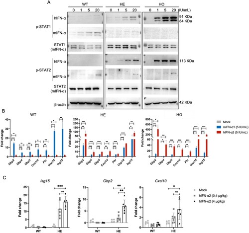 Figure 2. Responses of IFNAR-hEC mice to treatment with human IFN-I. (A, B) Primary mouse hepatocytes isolated and treated with human IFN-α2 or mouse IFN-α1 for 0.5 and 6 h were extracted for analysis of p-STAT1(Y701), p-STAT2(Y690), and expression of ISGs, respectively. (C) IfnarhEC/+ mice were intravenously administered hIFN-α2 for 6 h, then sacrificed. Total RNA from liver samples was used for RT-qPCR analysis of representative ISGs. Statistically significant differences are indicated by * for p < 0.05, ** for p < 0.01 and *** for p < 0.001. Abbreviations: WT, wild-type mouse; HE, heterozygous IFNAR-hEC mouse; HO, homozygous IFNAR-hEC mouse.