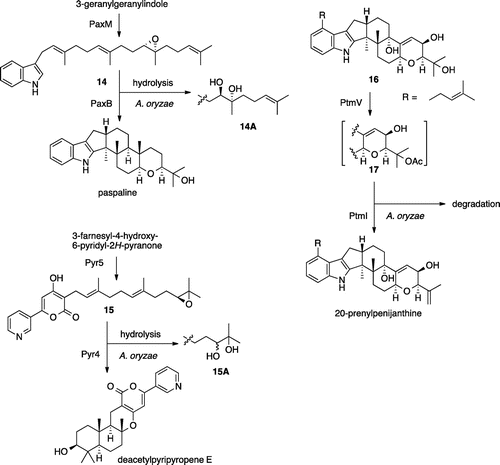 Scheme 3. Undesired side reactions found in heterologous expression of biosynthetic gene clusters in A. oryzae.